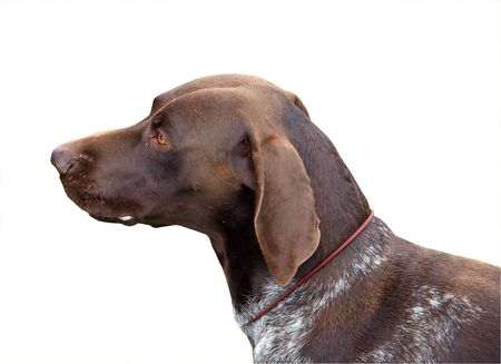 German Shorthaired Pointerの写真素材