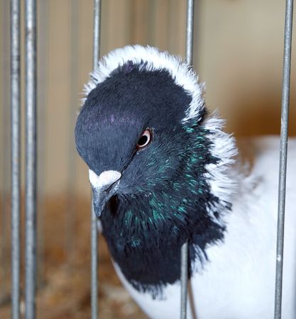 A show pigeon looking through the bars       の写真素材