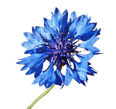 Cornflower (Centaurea cyanus)の写真素材