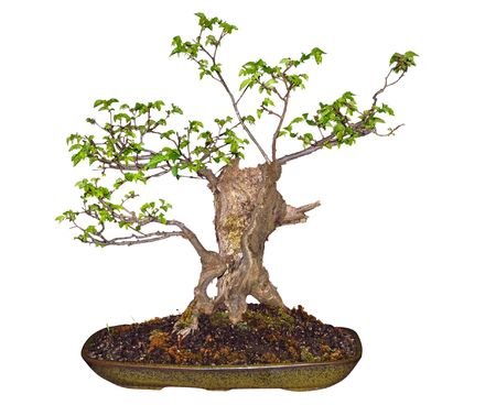 Bonsai Elm (Ulmaceae) の写真素材