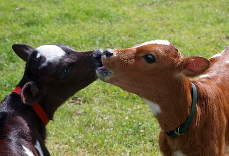 Two young calves that appear to be kissing      の写真素材