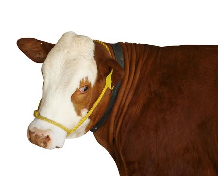 Simmental Heifer isolated with clipping path         
