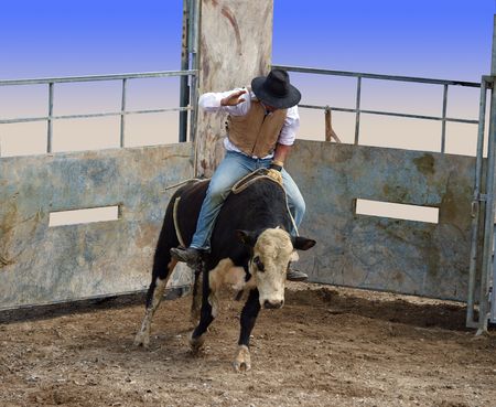 A Bull with Rider Coming out of the Gates partial isolation with clipping path       