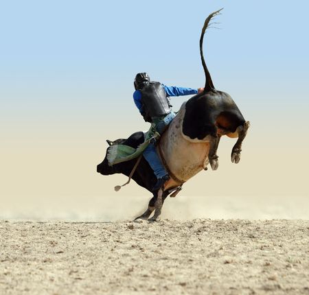 Cowboy Riding a Large Fresian Bull isolated