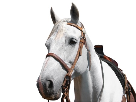 Portrait View of a Cowboy's Horse isolated の写真素材