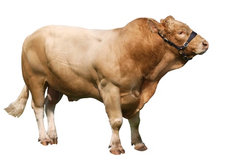 Large Gelbvieh bull isolated on whiteの写真素材