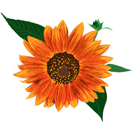 Sunflower Flower with Leaves. Bright Colorful artistic Hand Drawing Floral Illustration. Hand Drawn Color Element. Vector Illustration Isolated on White. Vector illustrationのイラスト素材