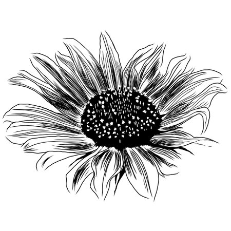 Outline Sunflower Flower with Leaves. Black and White artistic Hand Drawing Floral Illustration. Sketch Drawn Element. Vector Illustration Isolated on White.のイラスト素材