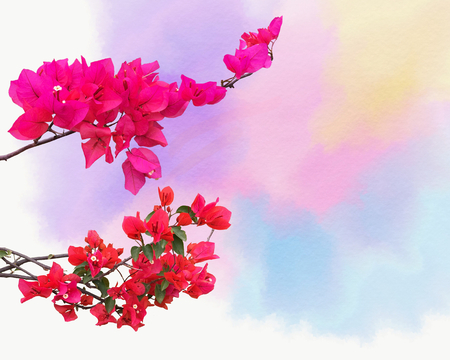 Abstract background with ornamental climbing plant bougainvillea blossom on the Watercolor backgroundの写真素材