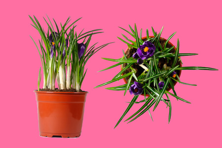 Blooming purple crocuses in pot Isolated. Spring or Easter concept.の写真素材