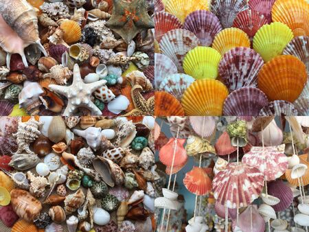Set of Background of various sea shells. Texture of nature shells top view. Group of close-up exotic seashells.の写真素材