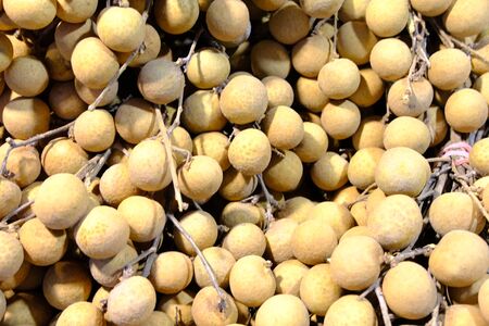 Close up fresh Tropical fruits longan Asian fruit agriculture food isolated. の写真素材