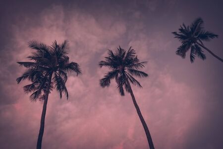 Vintage toned Silhouette of palm trees at tropical coast over sky Tropical beach background.の写真素材