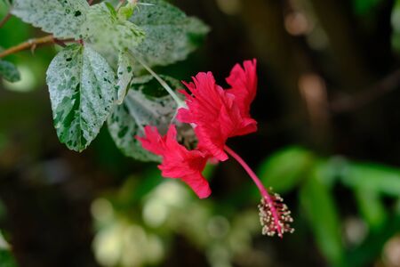 Close up Red Hibiscus flower bloom on a green background. Selective focus.の写真素材