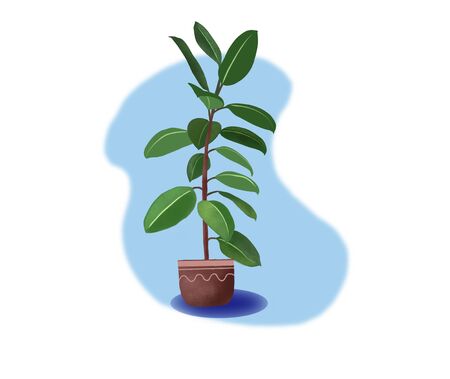 Home plant in pot ficus illustration. Interior design element. Digital hand drawn illustration of rubber plant.の写真素材