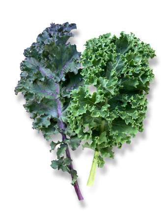 Close Up of fresh green kale leaves isolated on white background.の写真素材
