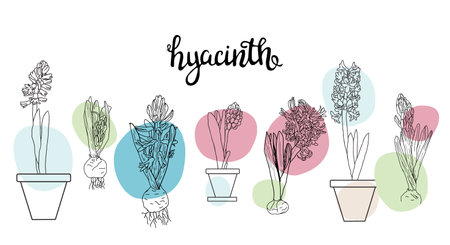 Botanical hand drawn line art vector set. Collection of flowers hyacinths.のイラスト素材