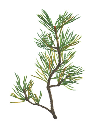 Pine branch isolated on white background. Hand drawn watercolor illustration of coniferous tree branch. Decoration elementの写真素材