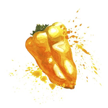 Yellow mini pepper with splashes and spray. Fresh sweet paprika. Hand drawn watercolor art isolated on white background. Food illustration for menu designの写真素材