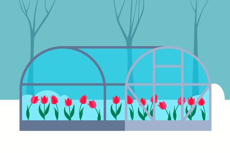 Greenhouse with tulips on a background of snow and trees. Flat design. Vector illustrationのイラスト素材