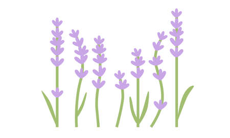 Lavender flowers with leaves isolated on white background. Flat design for poster or t-shirt. Vector illustrationのイラスト素材