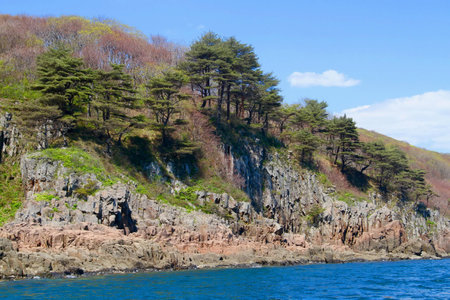 Pine trees growing along seashore, Far East Marine Biosphere Reserve, Vladivostok, Russiaの写真素材