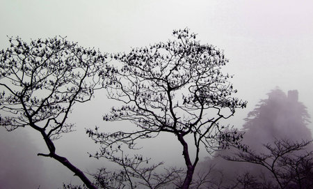 Black silhouettes of trees and mountain peak in a fog, Huangshan Yellow mountain, Anhui province, Chinaの写真素材