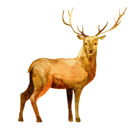 Watercolor illustration of a deer. New Year symbol image element to holiday cards, posters, invitationsの写真素材