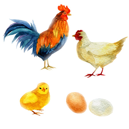 Watercolor illustration, rooster, chicken, and chicken. New Year symbol image element to holiday cards, posters, invitationsの写真素材