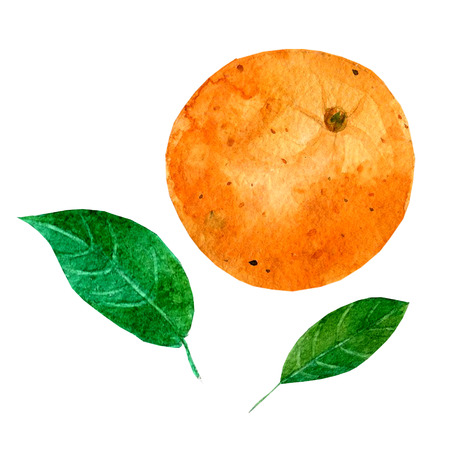 Watercolor illustration depicting a bright orange. Drawing watercolorの写真素材
