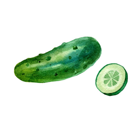 Watercolor illustration, image of cucumber and cucumber slices.の写真素材