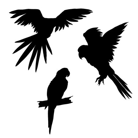 Vector illustration. Set of parrots, flying parrots. Parrot sitting on a branch. Black silhouette.のイラスト素材