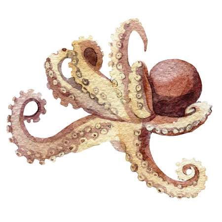Octopus silhouette watercolor sketch. Wildlife art illustrationの写真素材