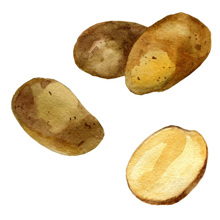 Potatoes. Isolated on a white background. Watercolor illustrationの写真素材