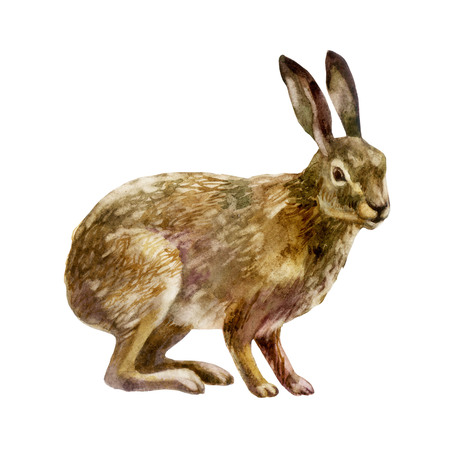 Watercolor single hare animal isolated on a white background illustration.の写真素材