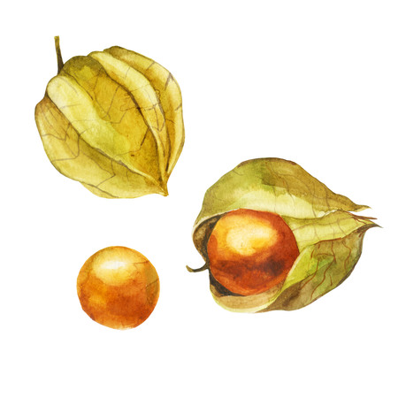 Ripe physalis fruit isolated on white backgroundの写真素材