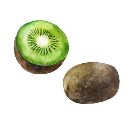 Watercolor illustration. Kiwi fruit. A whole kiwi, half a sliced kiwi.の写真素材