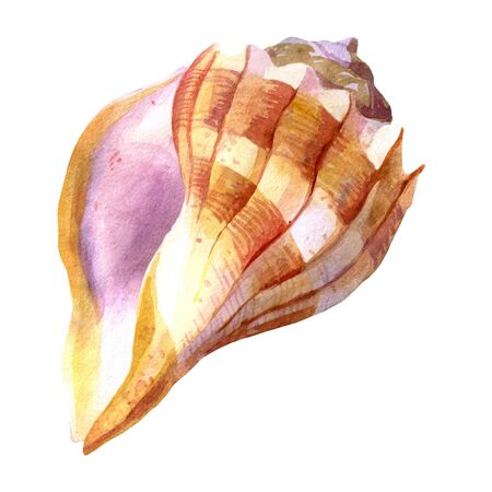 Watercolor illustration. Sea shell. Summer theme, beach and relaxationの写真素材
