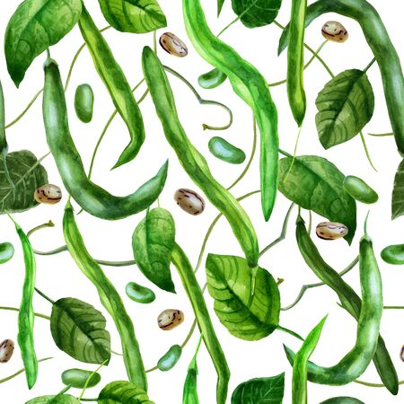 Watercolor illustration, pattern. Bean pods, beans, bean leaves on a white background.の写真素材