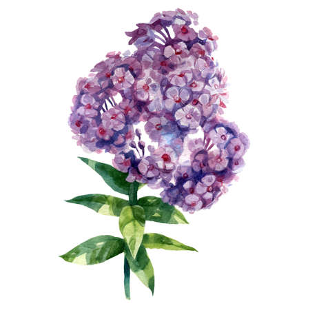 Watercolor illustration phlox flower. Spring summer motive.の写真素材