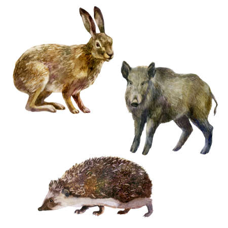 Watercolor illustration, set. Forest animals hand-drawn in watercolor. Hare, hedgehog, wild boar.の写真素材