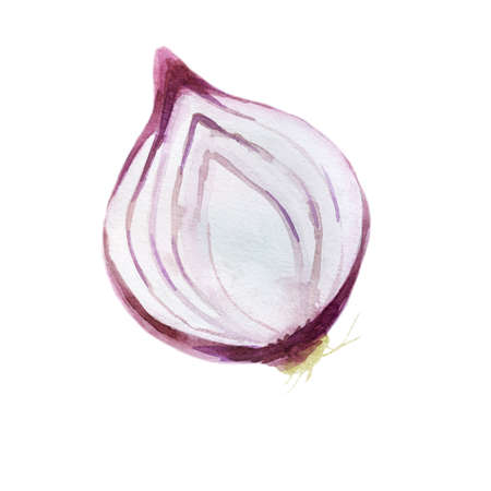 Watercolor illustration, onion. Half of an onion painted in watercolor.の写真素材
