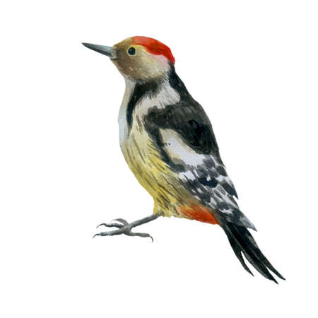 Watercolor illustration woodpecker. Bird, hand-drawn in watercolor.の写真素材