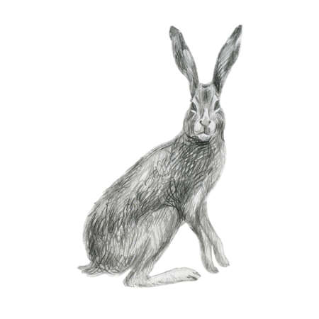 Pencil illustration hare. Forest animals. Freehand drawing sketch.の写真素材