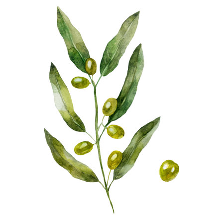 Watercolor illustration olive branch, olive fruit. Plant, hand-drawn in watercolor.の写真素材