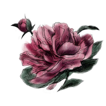 Pencil illustration peony. Flower drawn in pencil.の写真素材