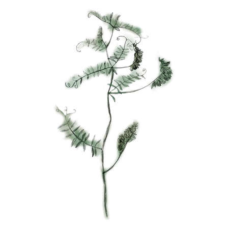 Pencil illustration flower on a branch. The forest grass is drawn with a pencil.の写真素材