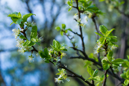 Blooming fruit tree in early spring.の写真素材