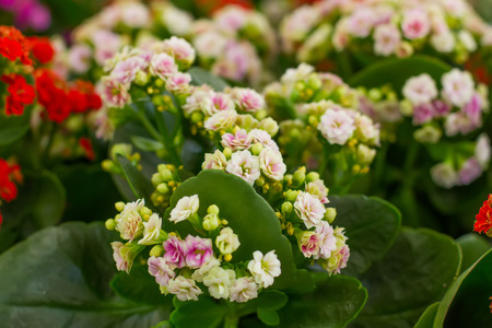 tenderly pink flowers of Kalanchoeの写真素材