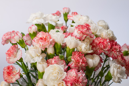 Gently pink carnation on a white background.の写真素材